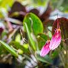 plantes