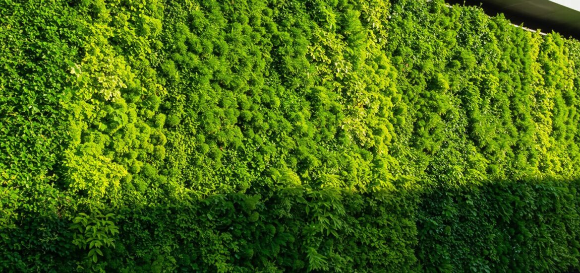 mur vert