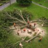 travaux d'abattage d'arbre